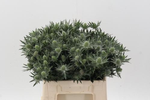 Eryngium Sirius Questar