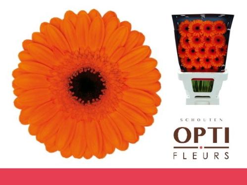 Gerbera mini 'Caramba'