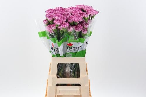 Dianthus standaard Boheme