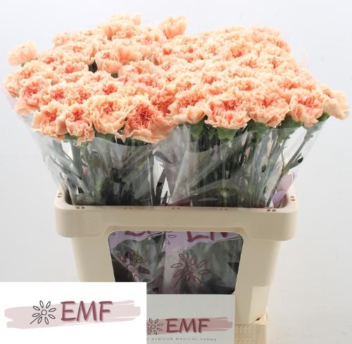 Dianthus standaard Peach Wonder