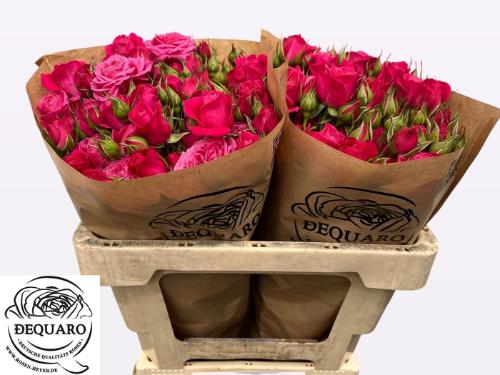 Rosa tros Domino
