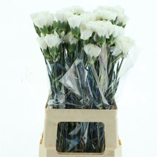 Dianthus standaard 'Moonlight'