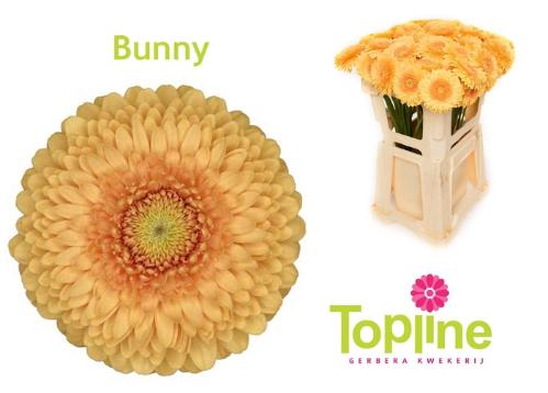 Gerbera mini bolvormig Pomponi Bunny