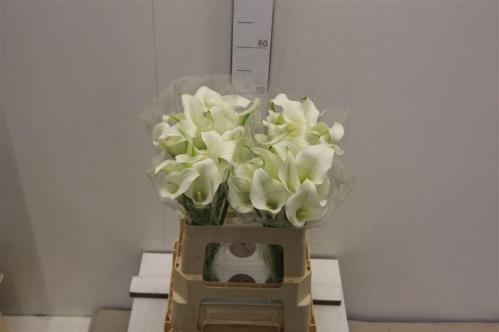 Zantedeschia 'White Present'