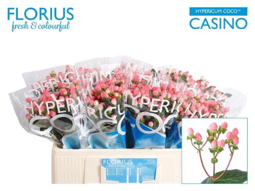 Hypericum Coco Casino