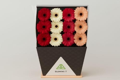 Gerbera grootbloemig gemengd