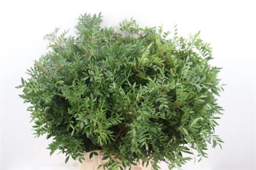 Pistacia (blad) per bos
