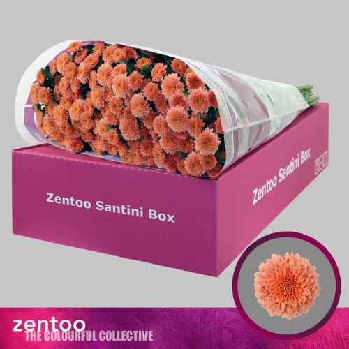 Chrysanthemum (Indicum Grp) tros santini Miller Smokey