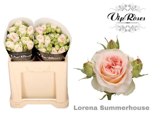 Rosa tros Lorena Summerhouse
