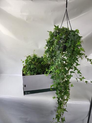 Hedera helix 'Mona Lisa'