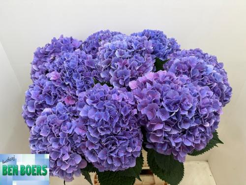 Hydrangea macrophylla Cassanova