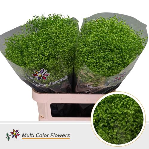 Gypsophila overig kleurbehandeld H%