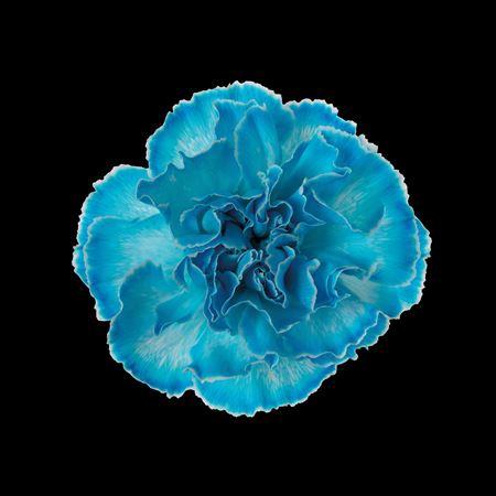 Dianthus standaard kleurbehandeld H%