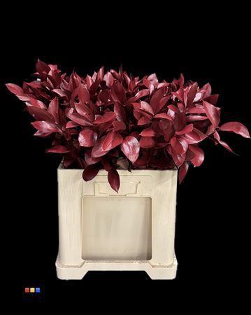 Ruscus kleurbehandeld H%