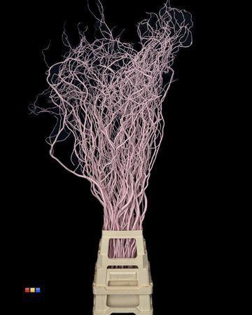 Salix kleurbehandeld H%