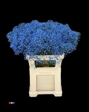 Gypsophila overig kleurbehandeld H%