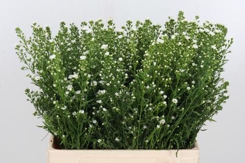 Aster Universum Grp 'Paquita'