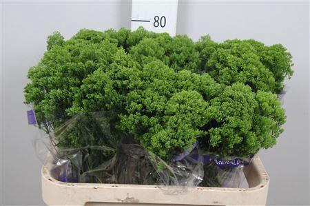 Trachelium caeruleum Jade