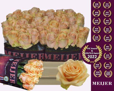 Rosa grootbloemig Pearl Avalanche+