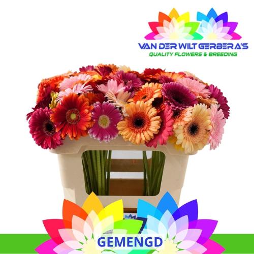 Gerbera mini gemengd