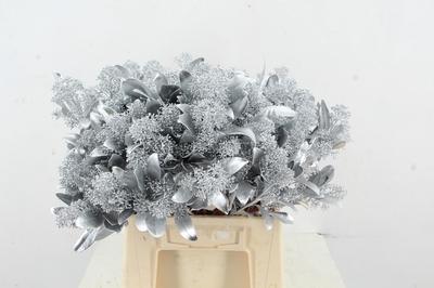 Skimmia per bos overig kleurbehandeld H%