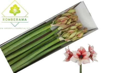 Hippeastrum (Galaxy Grp) 'Supernova'