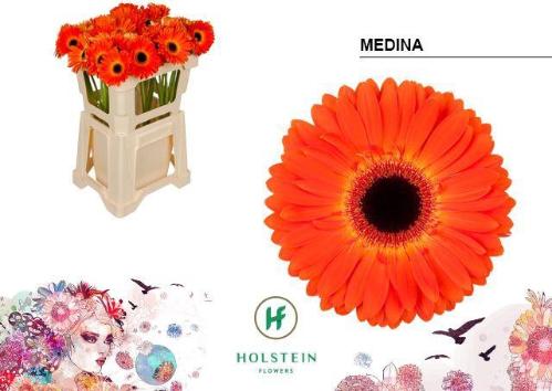 Gerbera grootbloemig Medina