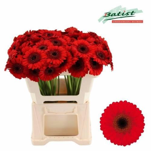 Gerbera mini Nirvana