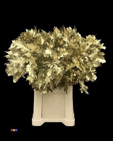 quercus overig kleurbehandeld H%
