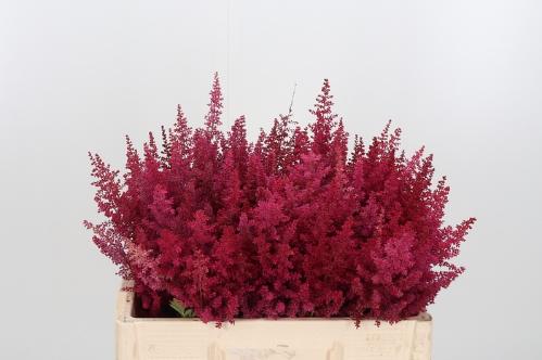Astilbe Arendsii Grp 'Else Schluck'