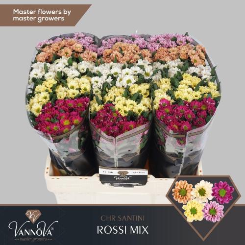 Chrysanthemum Indicum Grp tros santini Rossi gemengd in fust