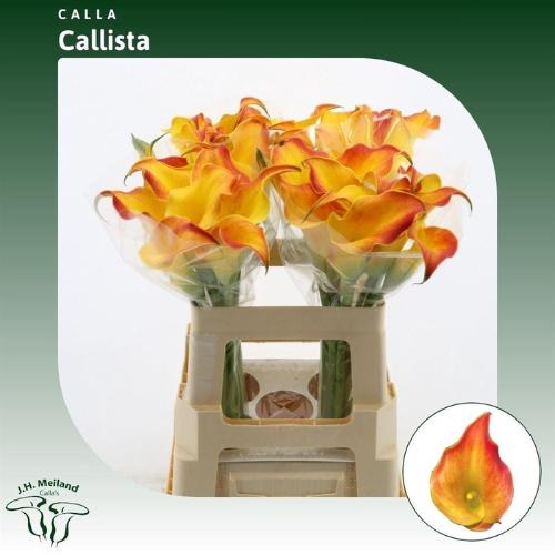 Zantedeschia 'Callista'