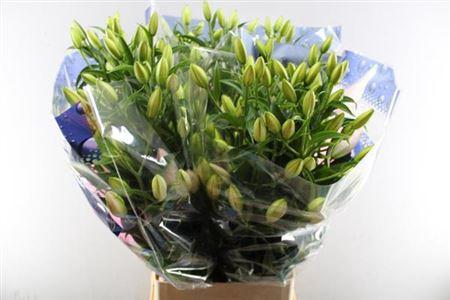 Lilium (Oriental Grp) dubbel 'Amistad'