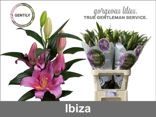 Lilium (Oriental Grp) 'Ibiza'