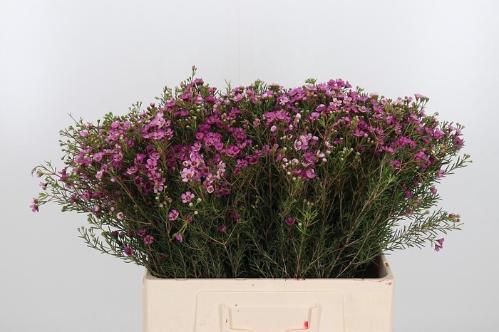 Chamelaucium uncinatum 'Jupiter'