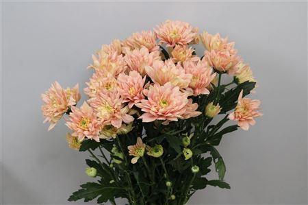 Chrysanthemum( Indicum Grp) tros Baltica Salmon