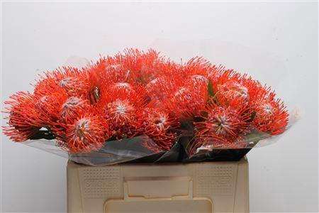 Leucospermum cordifolium 'Tango'