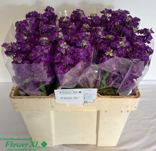 Matthiola incana 'Impala Purple'