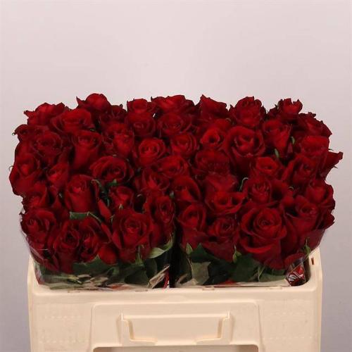 Rosa grootbloemig Ever Red