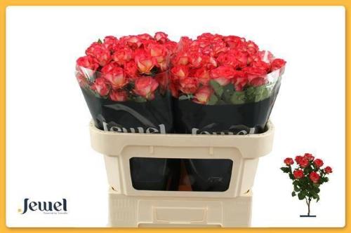 Rosa tros Summer Dance