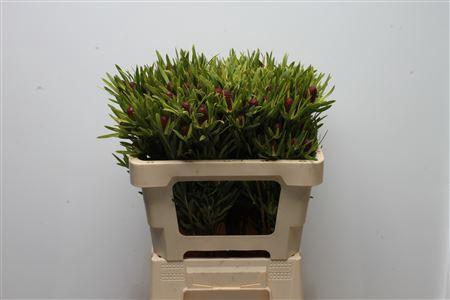 Leucadendron overig
