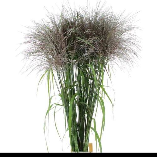 Miscanthus sinensis 'Memory'