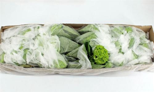 Hydrangea overig