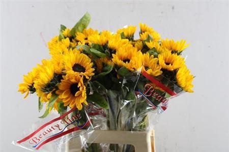 Helianthus annuus Sunova