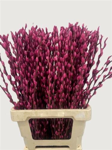 Salix H%