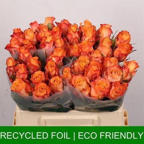 Rosa grootbloemig Monalisa+