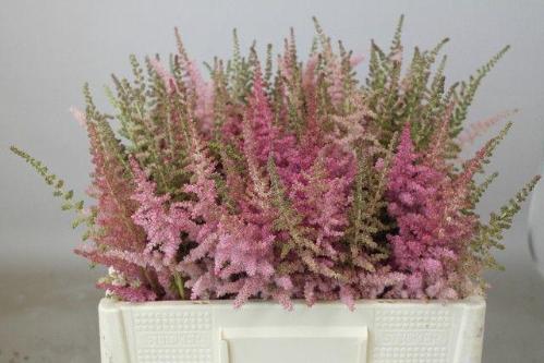 Astilbe chinensis 'Glitter and Glamour'