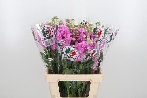 Matthiola incana 'Iron Deep Pink'