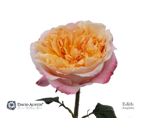 Rosa grootbloemig David Austin Edith