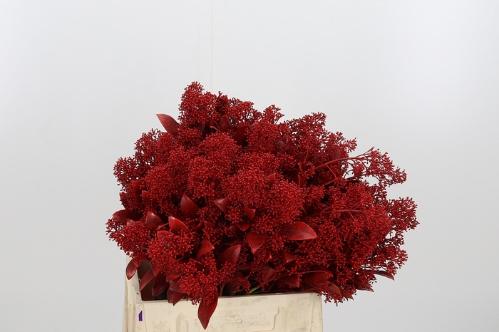 Skimmia per bos overig kleurbehandeld H%